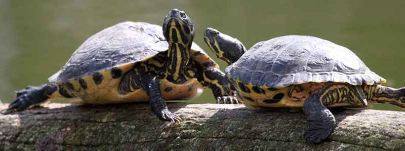 Dinamiche di invecchiamento evolutivo della tartaruga