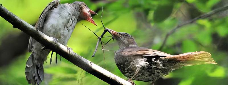 Gli uccelli disperdono le uova degli insetti predati