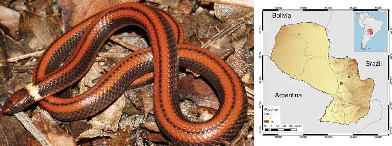 Scoperta nuova specie di serpente in Paraguay