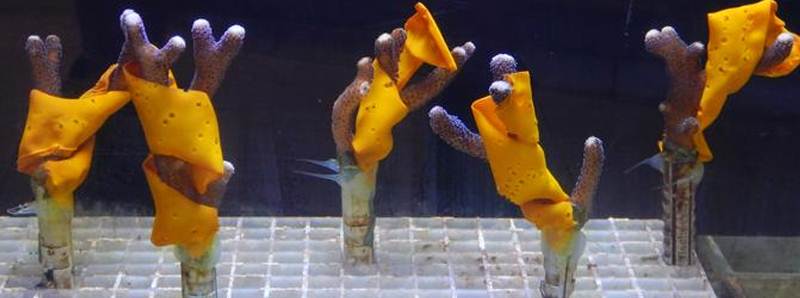 Soluzione naturale per proteggere il corallo