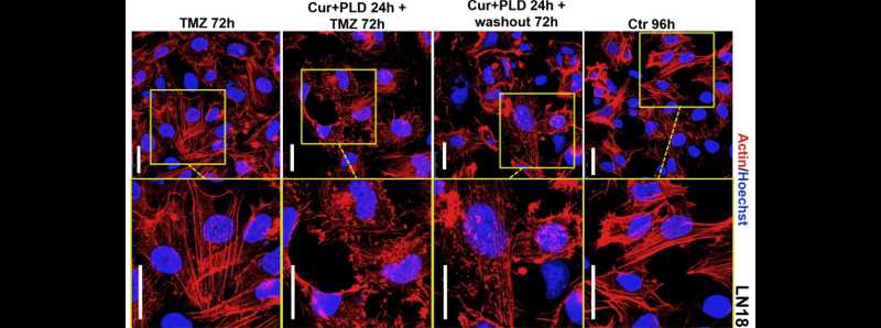 Curare il tumore al cervello con molecole naturali