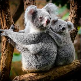 Una popolazione di Koala senza clamidia