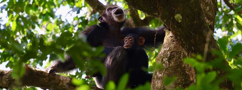 Tutelare gli scimpanzé in via di estinzione con la genetica