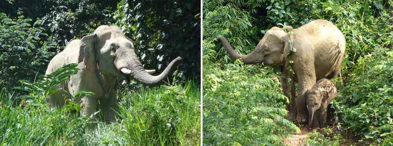 Gli elefanti asiatici preferiscono gli habitat ai confini delle aree protette