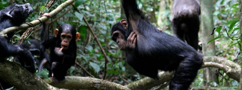 Gli scimpanzé gesticolano come nelle conversazioni umane