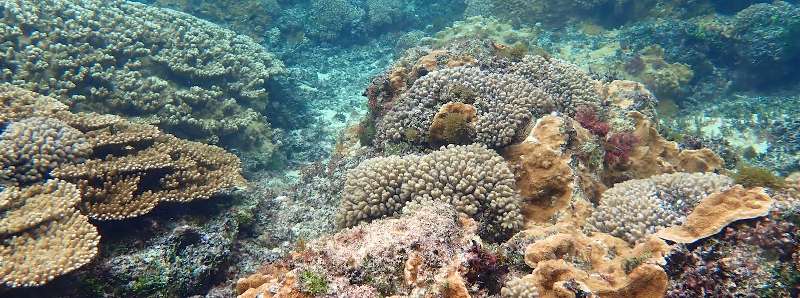 La mortale malattia dei coralli si sta diffondendo