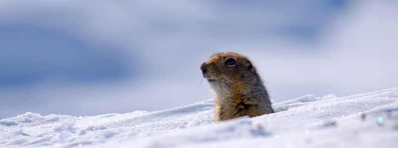 Gli scoiattoli artici mutano i modelli di ibernazione