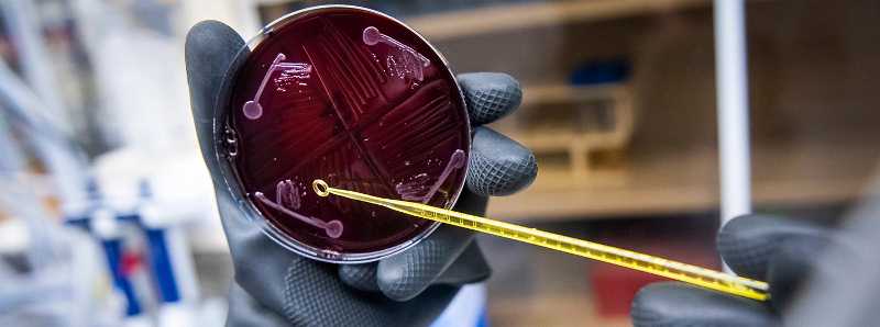 Costruito il microbioma sintetico più complesso e completo
