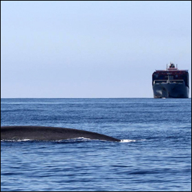 Un'App aiuterà le navi ad evitare le balene blu