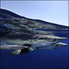 Gli squali blu usano i vortici oceanici per nutrirsi