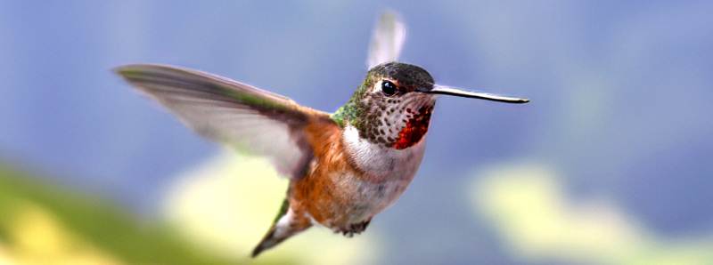 Il senso acuto del tatto dei colibrì