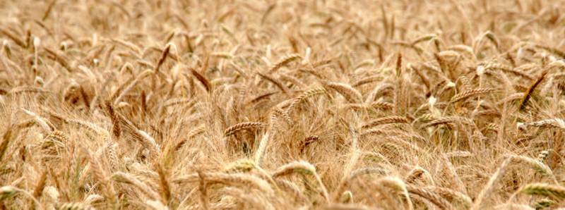Il mutamento del clima danneggerà il grano