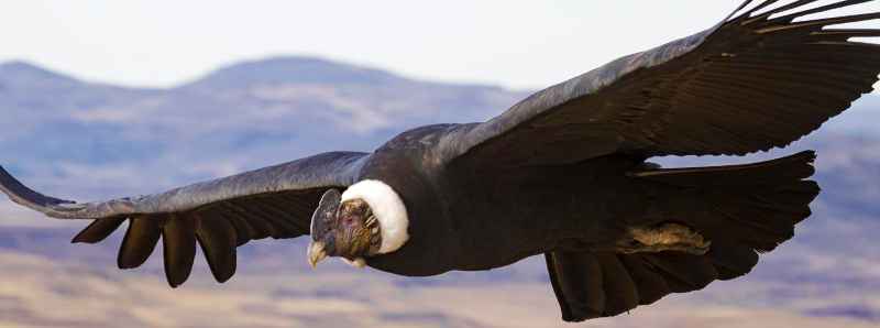 Dinamiche di volo del condor andino