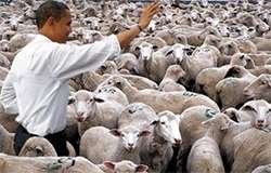 Obama e le pecore