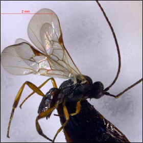 Scoperte due nuove vespe parassite in Tibet