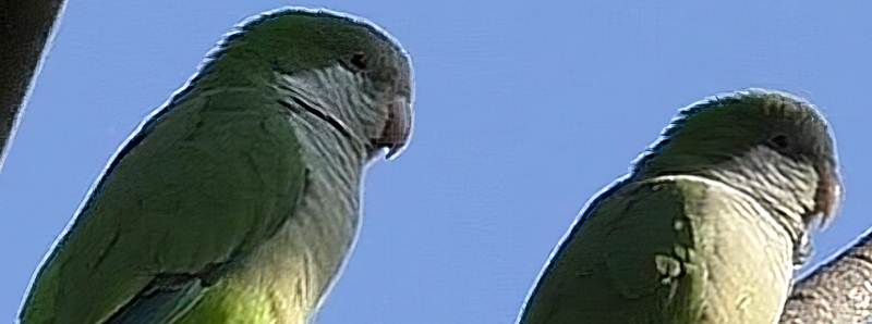 Impronta vocale unica nei pappagalli