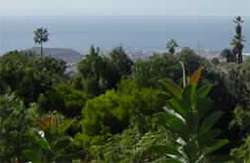 Vegetazione delle isole Canarie