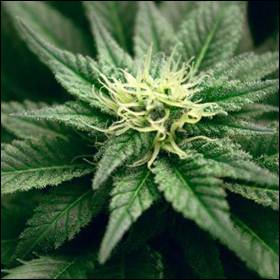 Il fiore di cannabis è un efficace analgesico contro il dolore