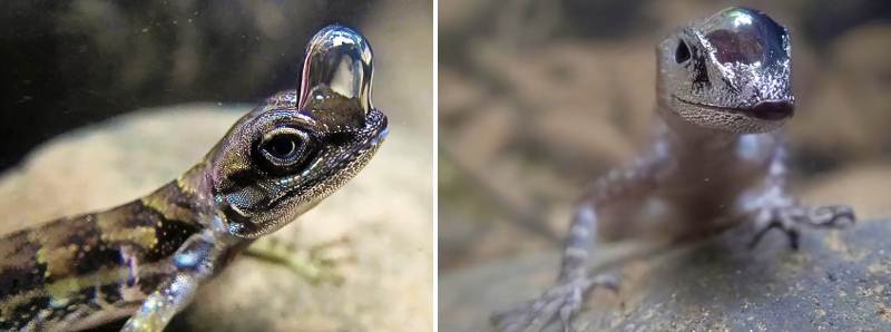 Come respirano sott'acqua le lucertole Anolis