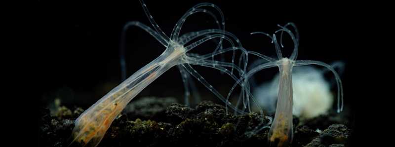 L'inquinamento danneggia l'anemone di mare Nematostella