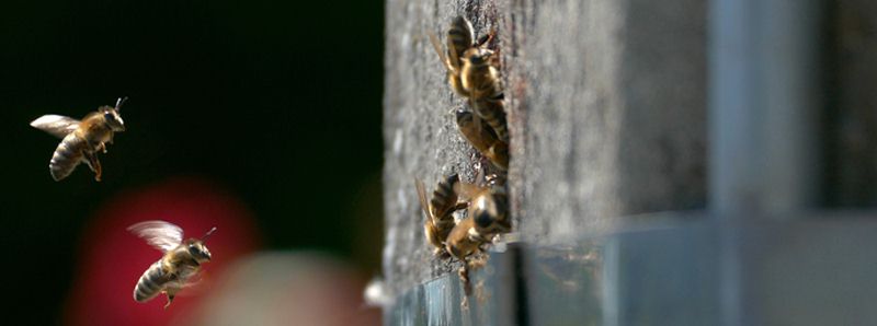 Dove sopravvivono le api selvatiche