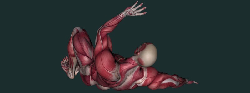 Nuovo fattore per la formazione del muscolo