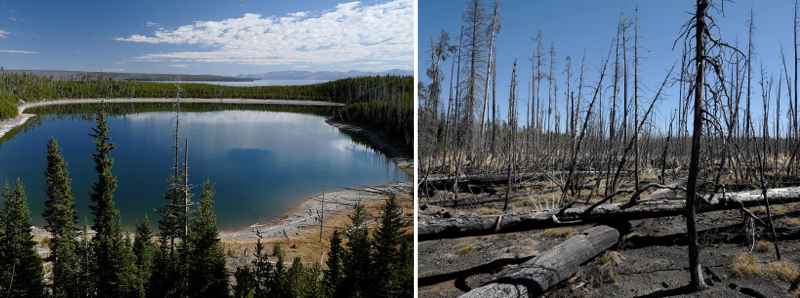 Cambiamenti climatici e incendi distruggono le foreste