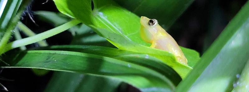 Strategia per proteggere la rana coqui llanero