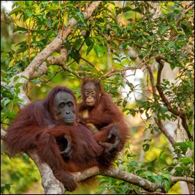 Popolazione degli oranghi del Borneo in declino