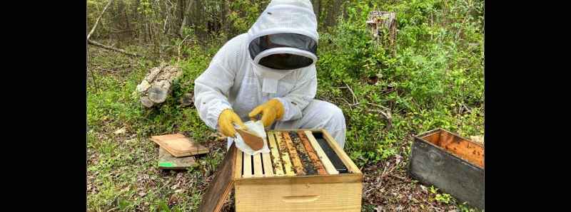 Tecnologia protegge le api dagli insetticidi