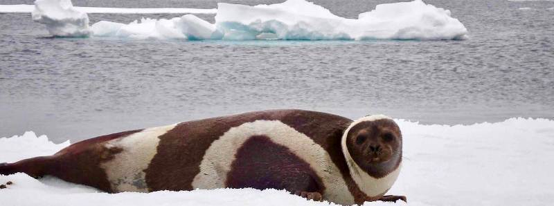 Virus nei mammiferi marini del Mar Glaciale Artico