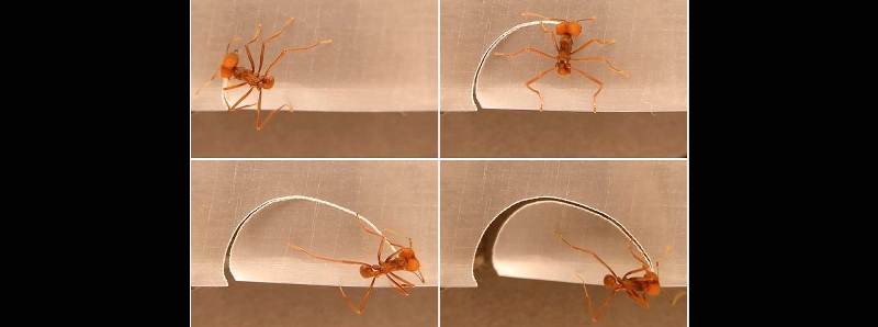 Le formiche Atta sexdens misurano la porzione di una foglia