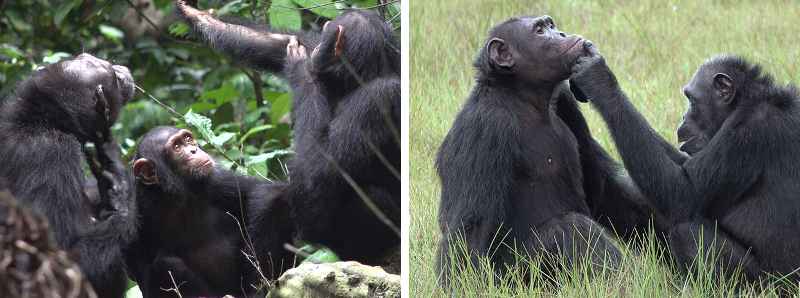 Gli scimpanzé applicano insetti sulle ferite