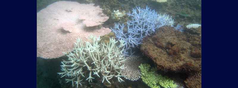 Barriere coralline sempre più esposte al caldo