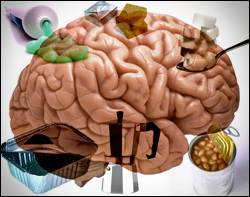 Le quattro sostanze nemiche del nostro cervello