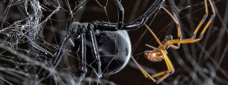 Le strategie del ragno vedova nera
