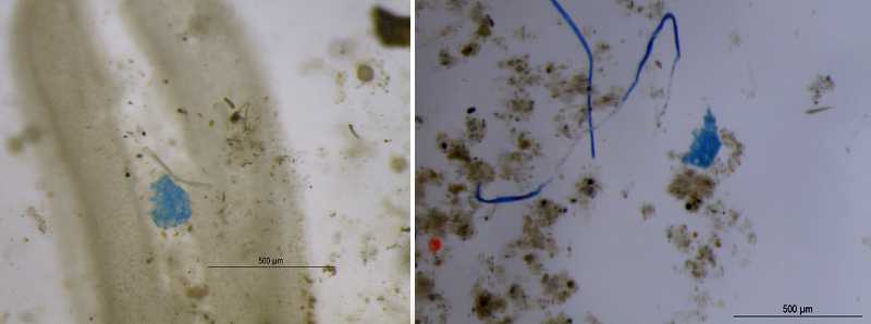 Microplastiche nell'acqua intrappolate nelle foglie delle piante