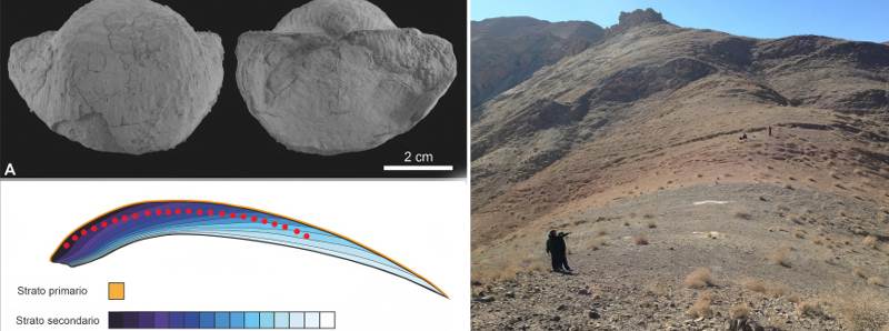 Le conchiglie fossili raccontano i cambiamenti climatici