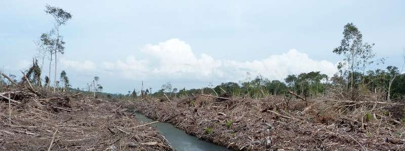 L'olio di palma cagiona danni al clima