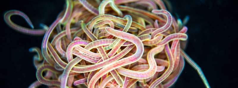 Svelare la matematica dietro i sinuosi nodi dei vermi