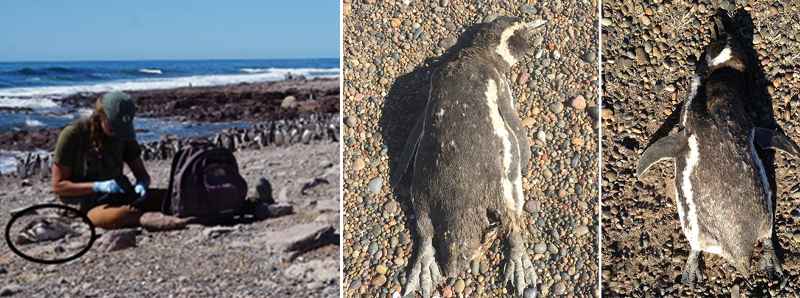 Pinguini di Magellano uccisi dai cambiamenti climatici
