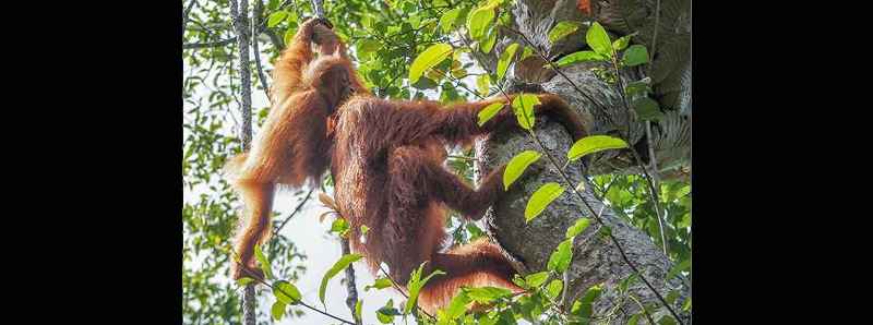 Ruoli dei giovani oranghi
