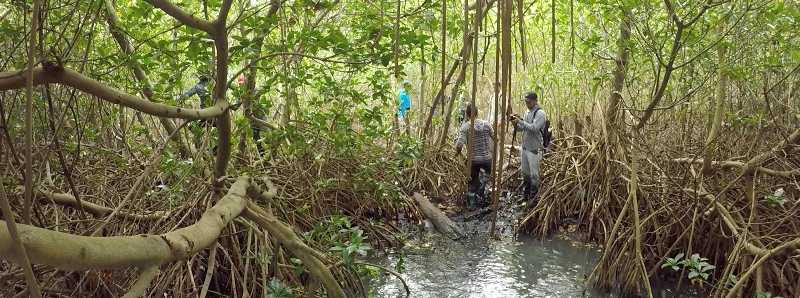 Foreste di mangrovie costiere in pericolo