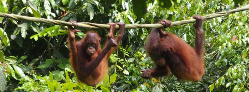 Oranghi del Borneo danneggiati dalla deforestazione