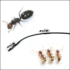Le formiche si possono allontanare senza utilizzare prodotti tossici