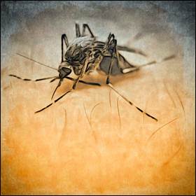 Vie le zanzare grazie a questi 15 suggerimenti