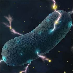 I ricercatori hanno scoperto che i batteri intestinali riescono a produrre elettricità utilizzando una tecnica diversa rispetto ai più noti batteri elettrogeni