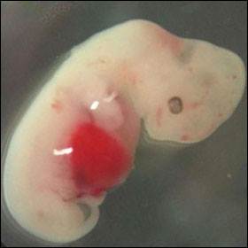 Creato un embrione ibrido uomo-pecora per i trapianti di organi. Lo scorso anno era stato realizzato un embrione di uomo e maiale