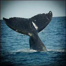 I canti delle balene e il linguaggio dell'uomo sono simili fra loro. le balene hanno la loro sintassi, cioè un modo gerarchico per organizzare i loro canti