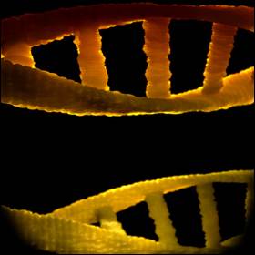 I virus sono vettori per il trasferimento genico orizzontale, cioè il passaggio di materiale genetico tra specie diverse anche geneticamente molto distanti
